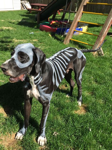 He’s waving at the camera as if he really did. . Costumes for great danes